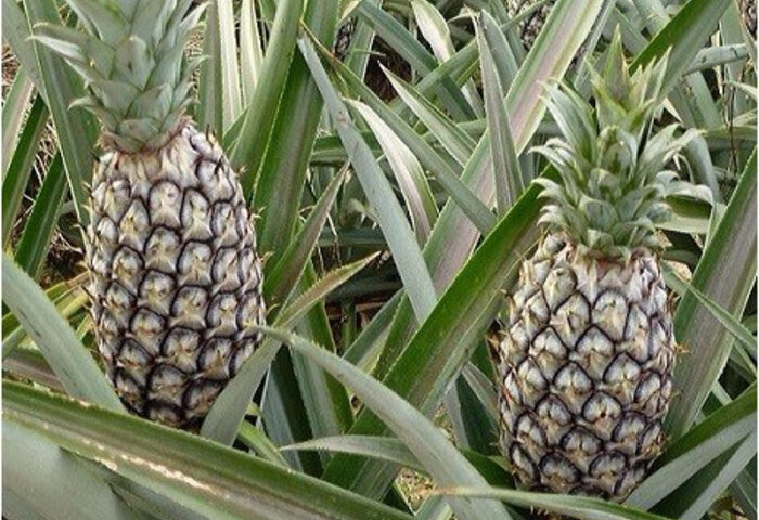 Ananas