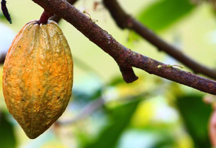 Cacao