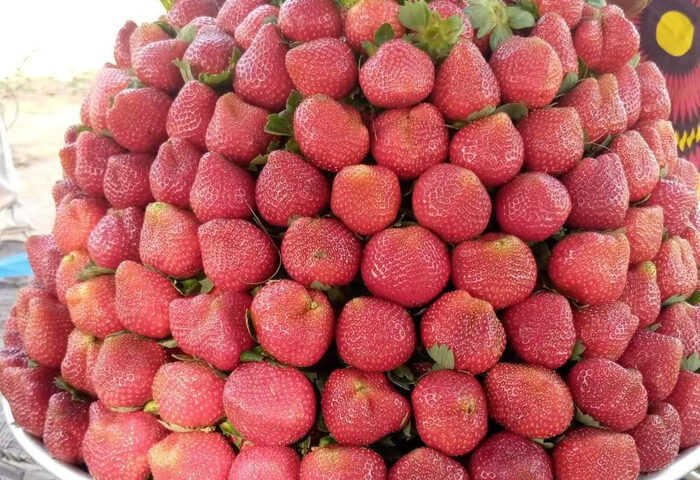 Fraises