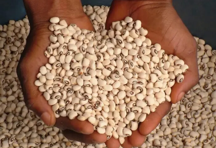 Haricots